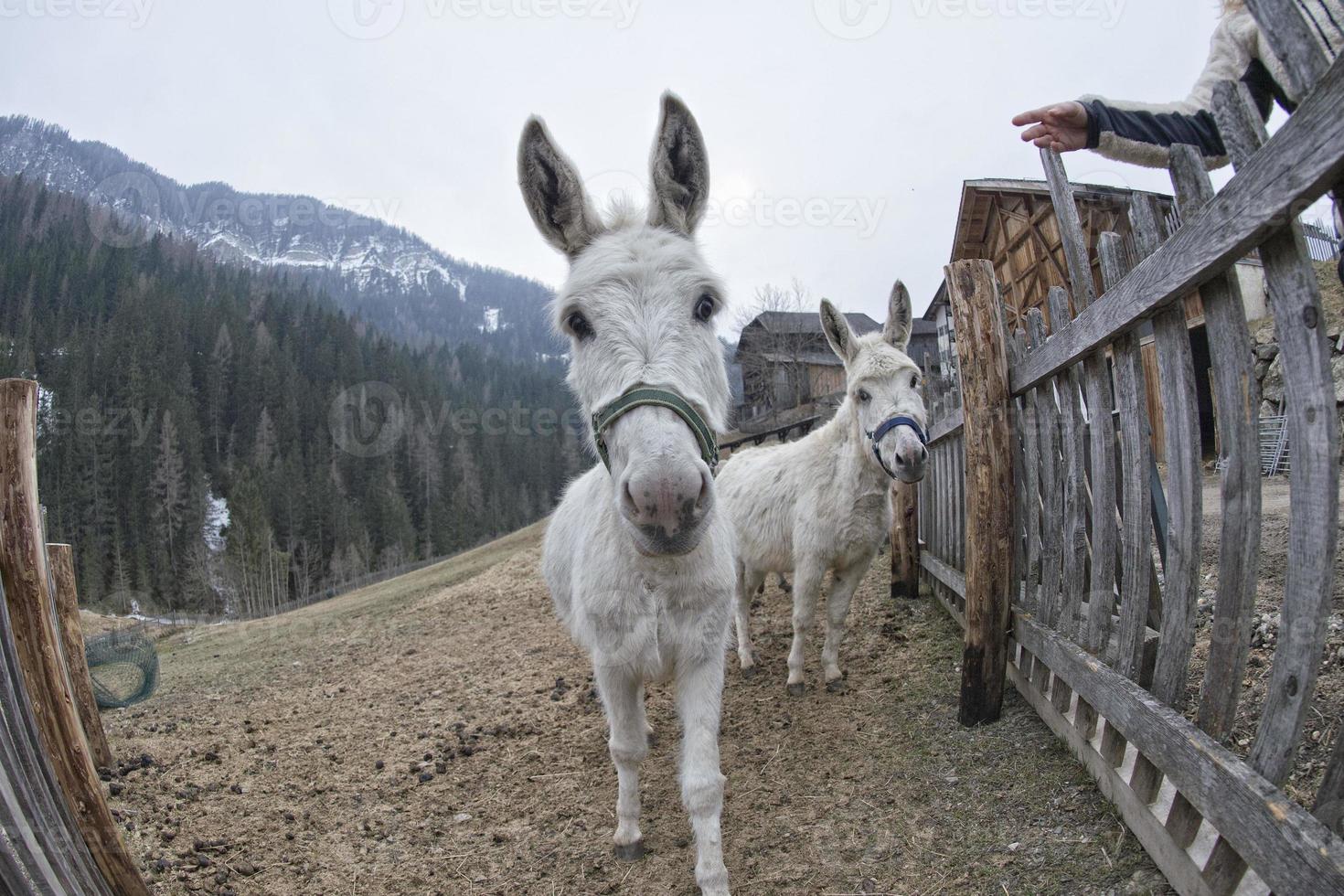 white donkey portrait photo