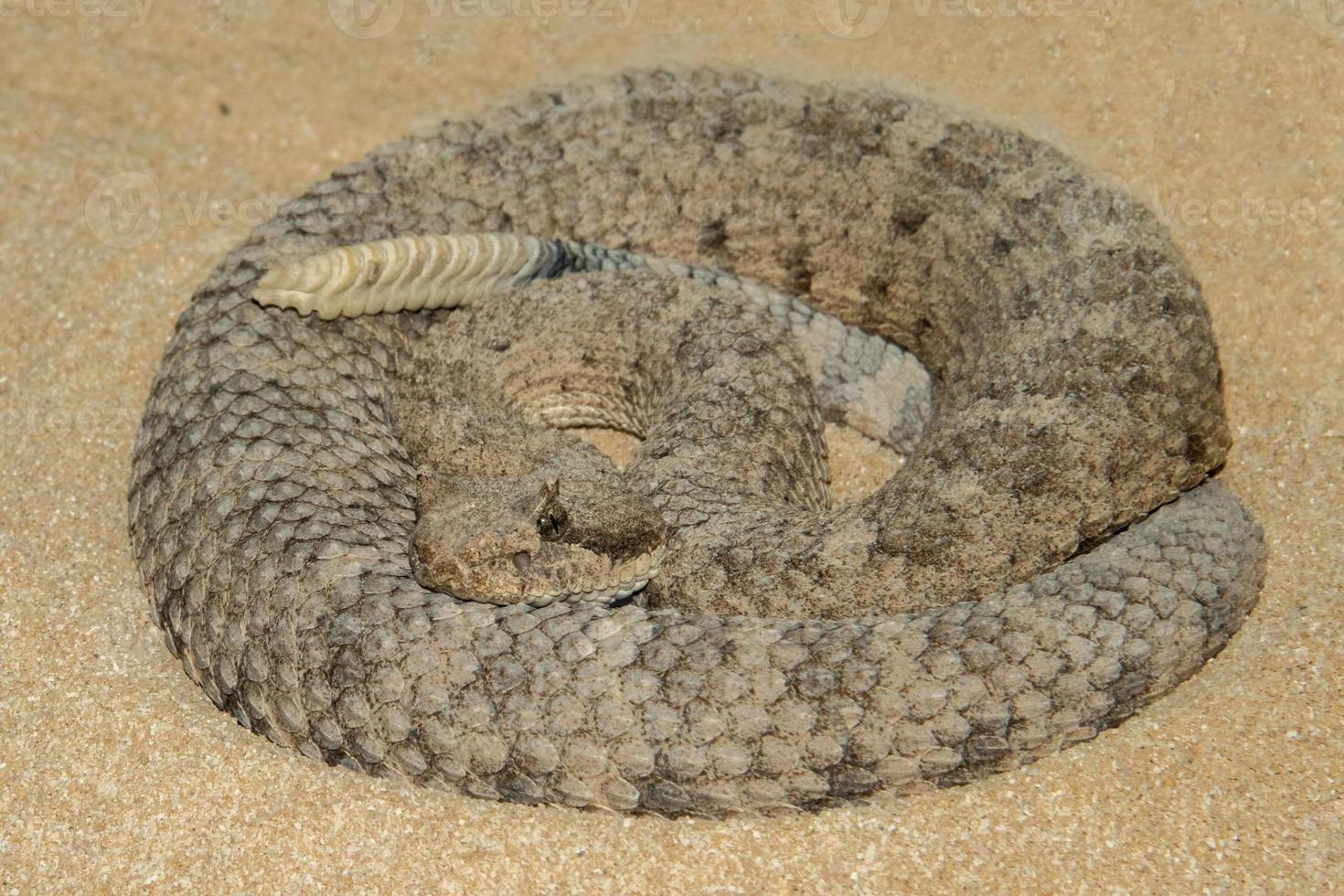 rattlesnake ready to attack photo