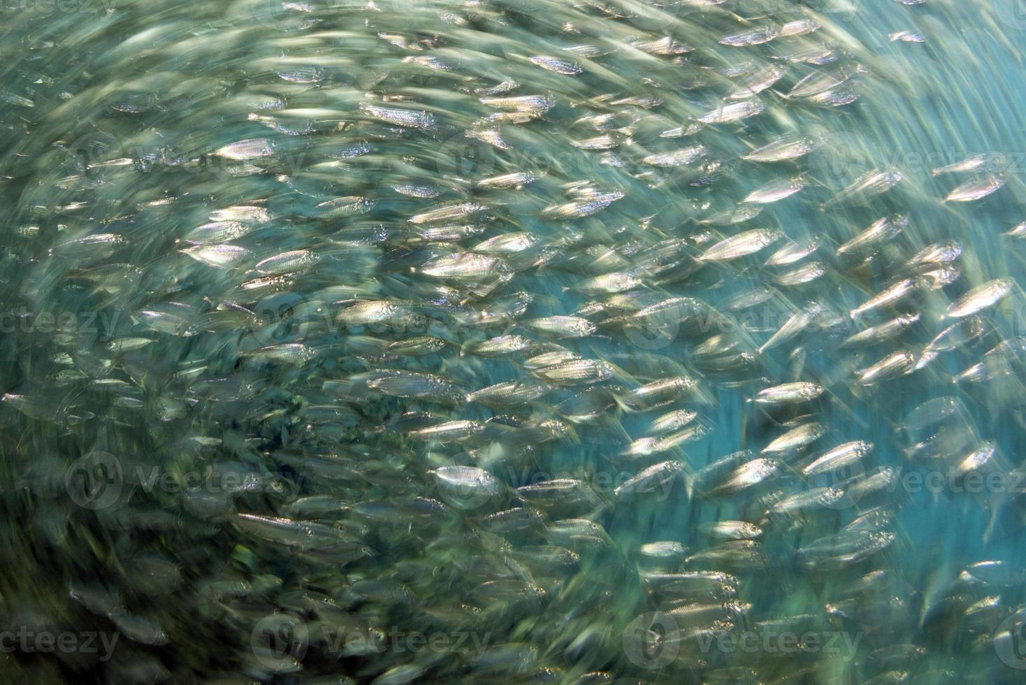 inside a giant sardines school of fish bait ball 20383687 Stock Photo