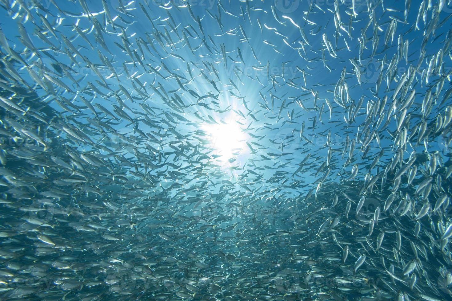 inside a giant sardines school of fish bait ball photo