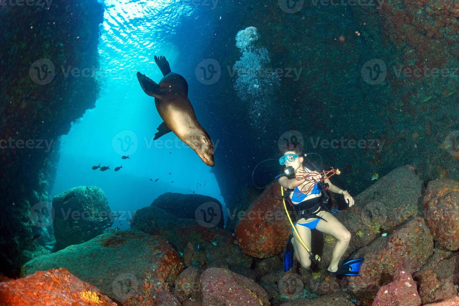 Beaytiful Latina Diver playing with sea lion underwater photo