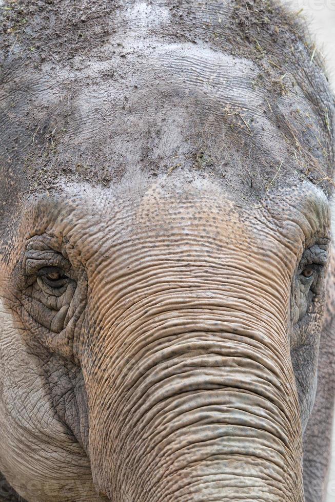 elephant eye detail photo