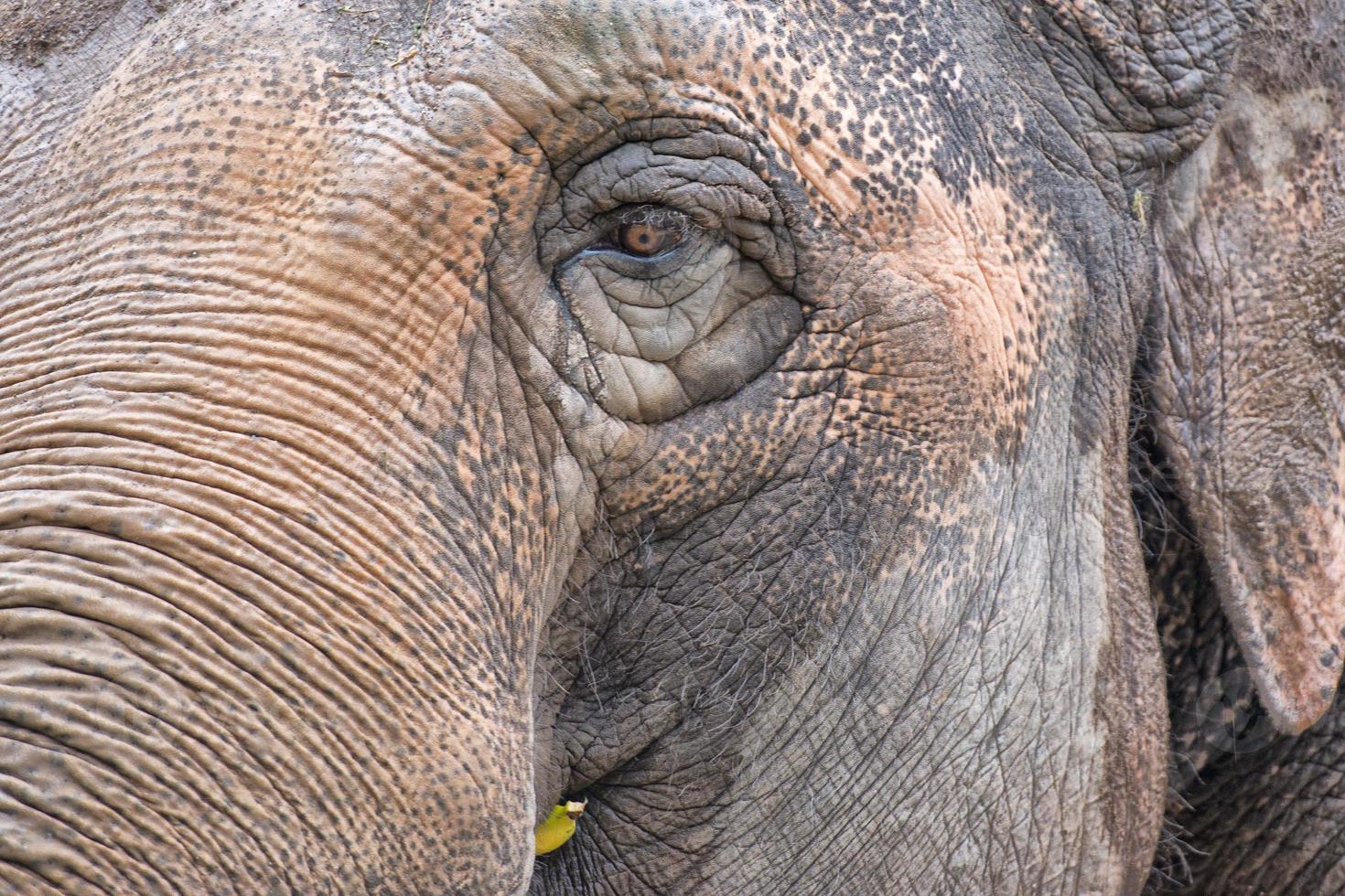 elephant eye detail photo