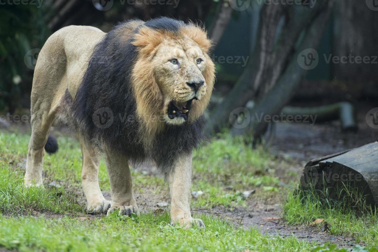 male lion detail photo