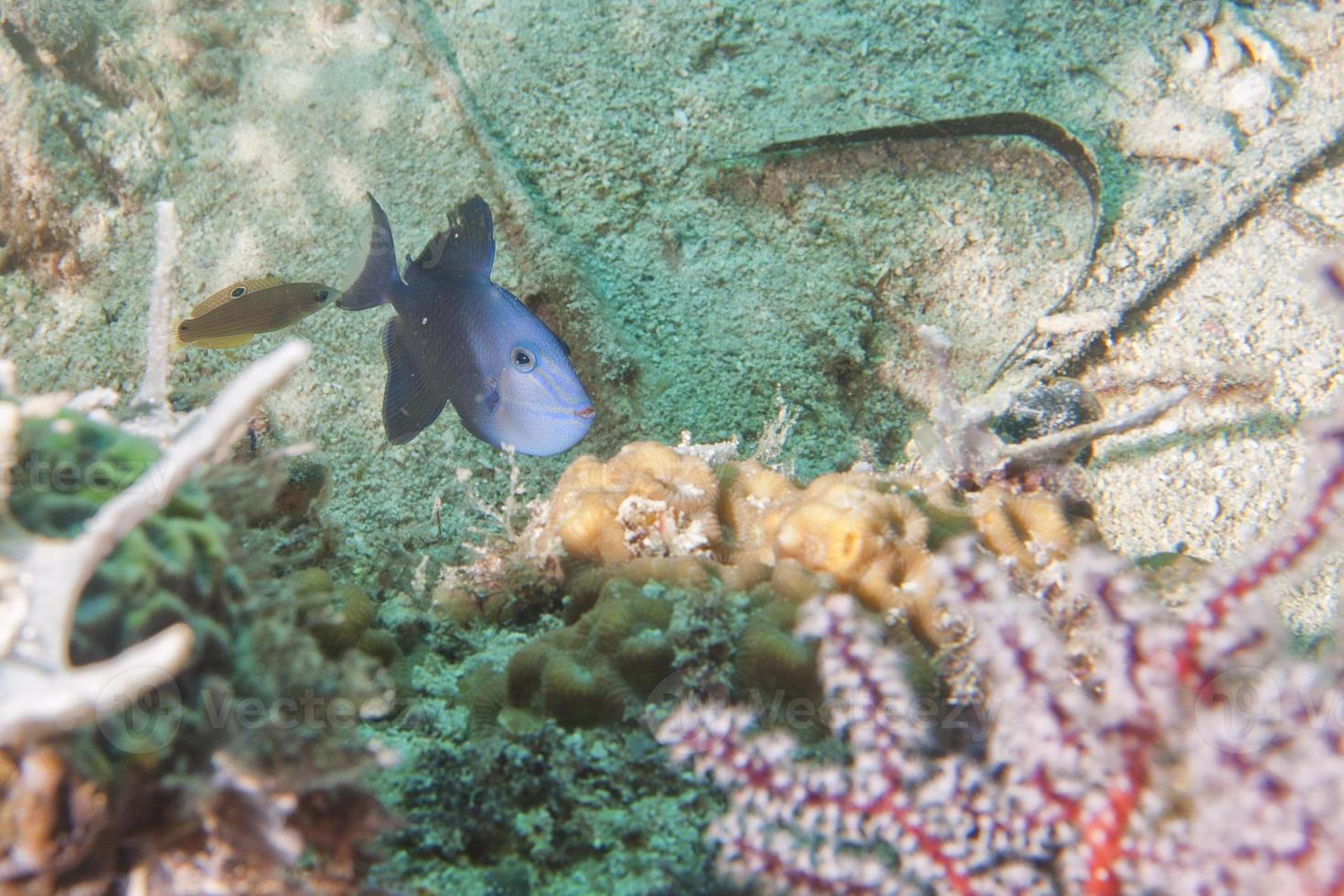 Trigger fish  detail photo