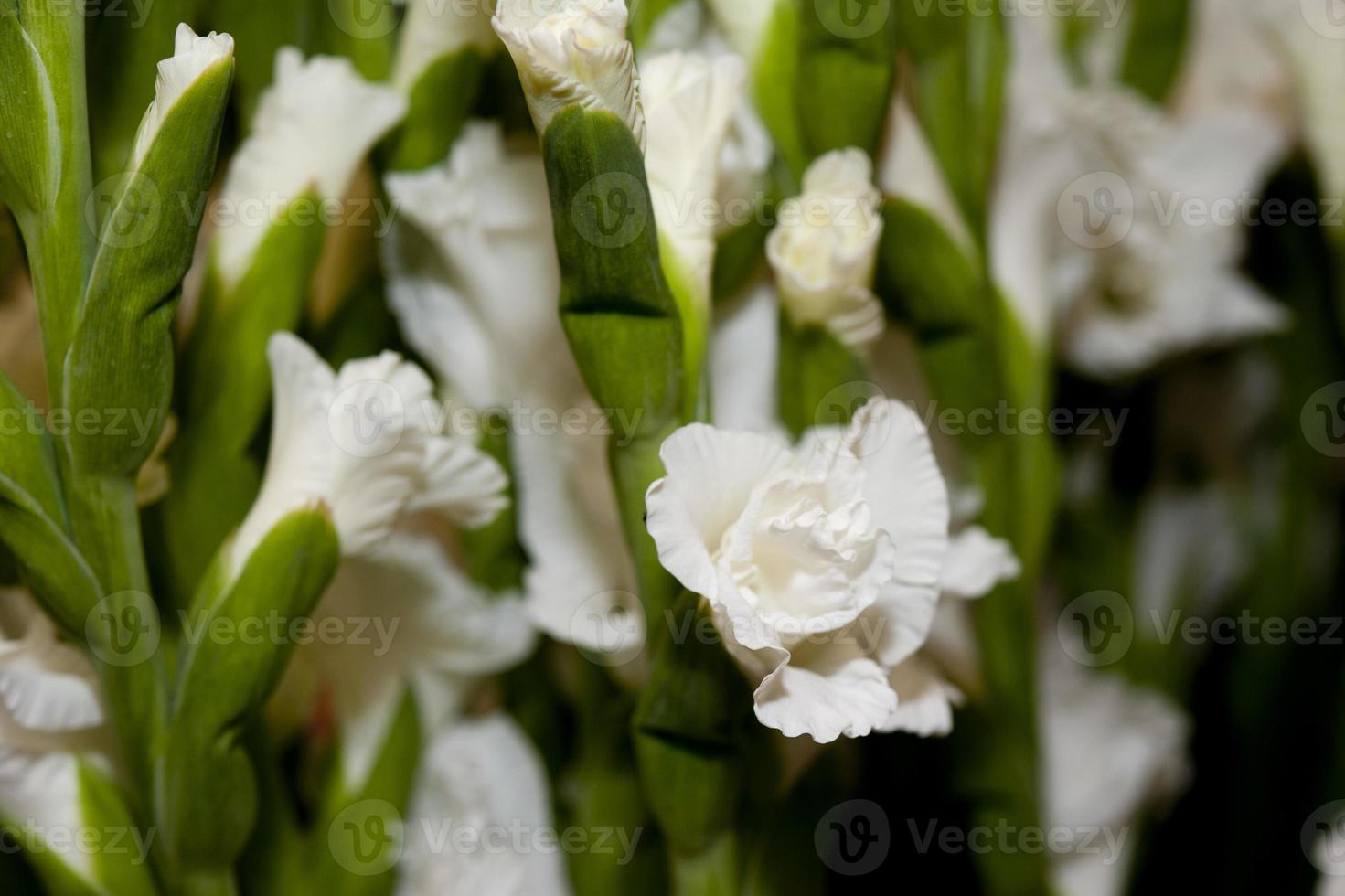 carnation flower detail photo
