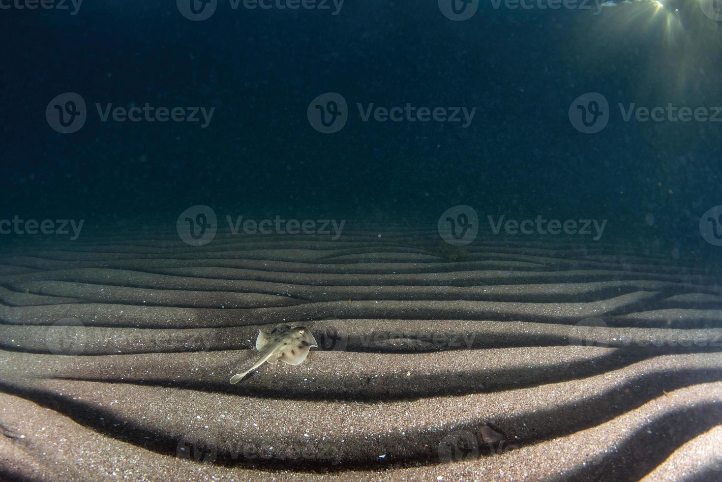 diana mantarraya urobatis concéntrico en el arena submarino en th mar de Cortés, mexico foto