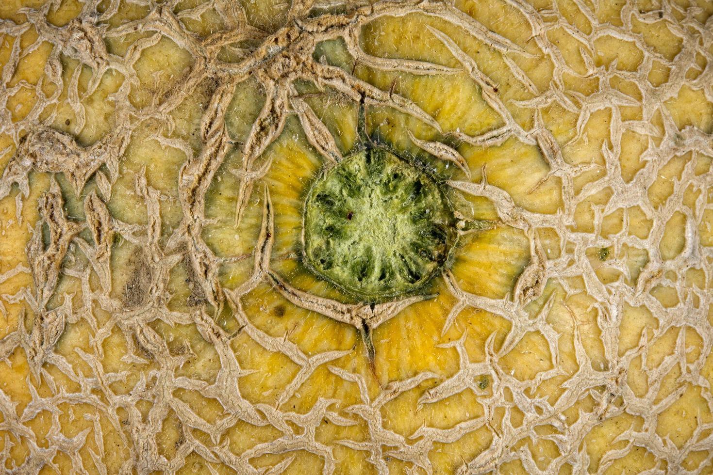 melon texture detail photo