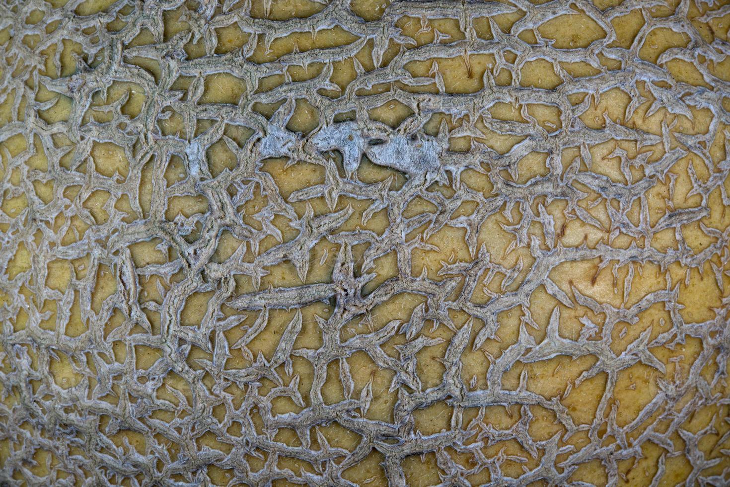 melon texture detail photo