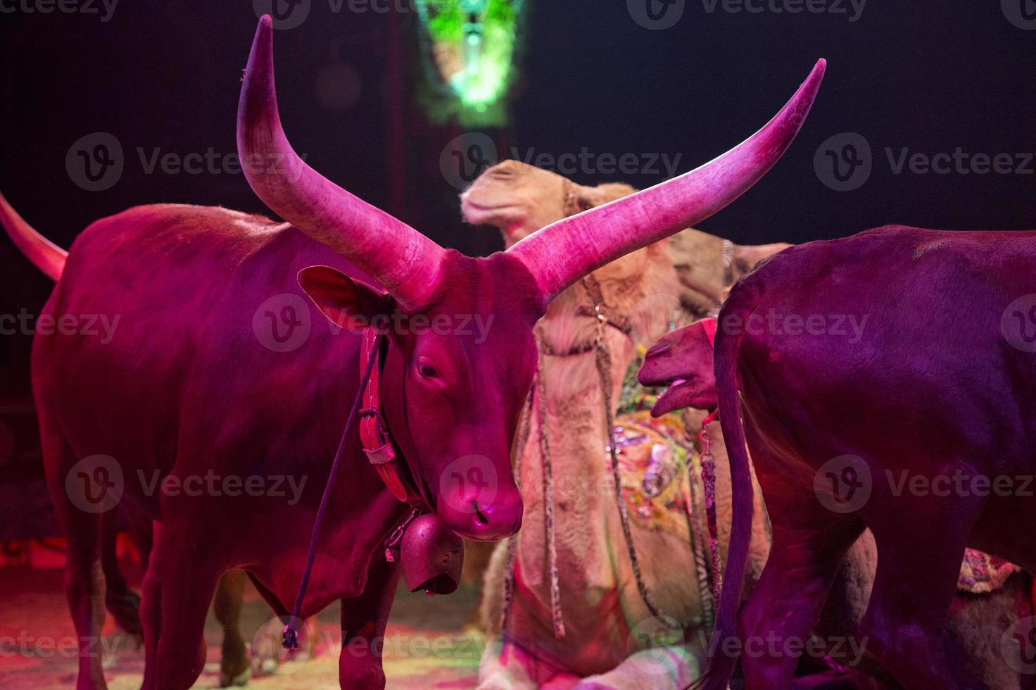 circus yak show photo