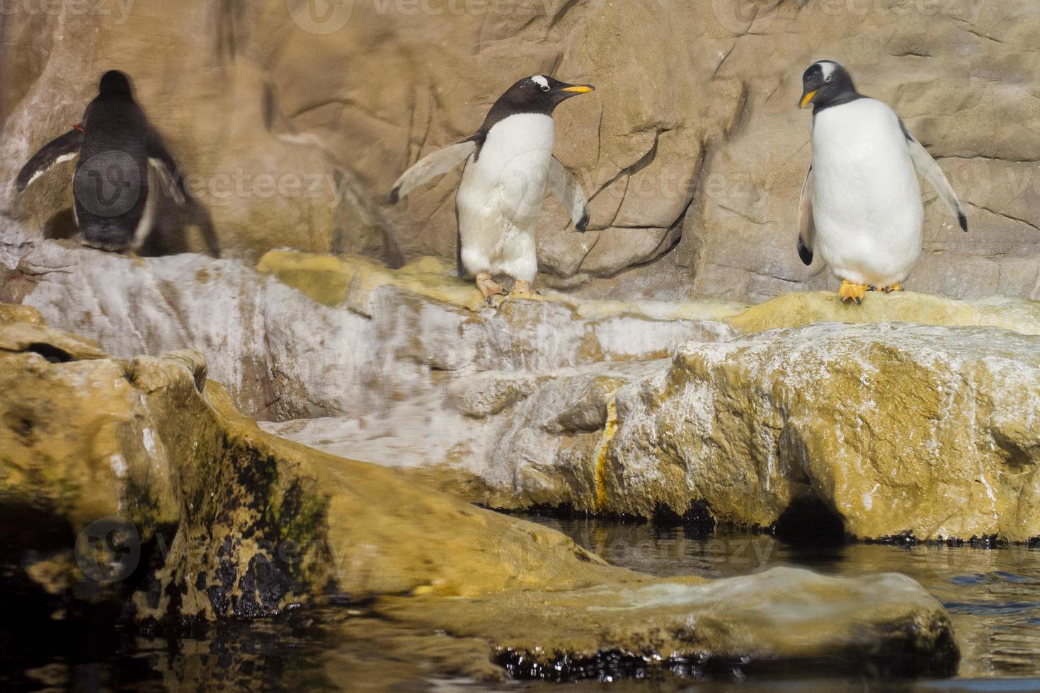 penguins aquarium detail photo