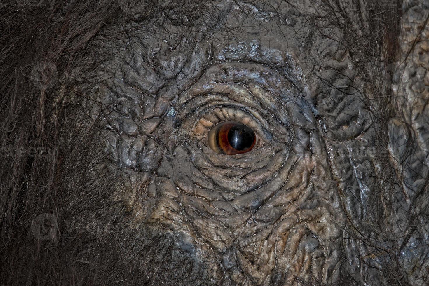 mammoth eye detail photo