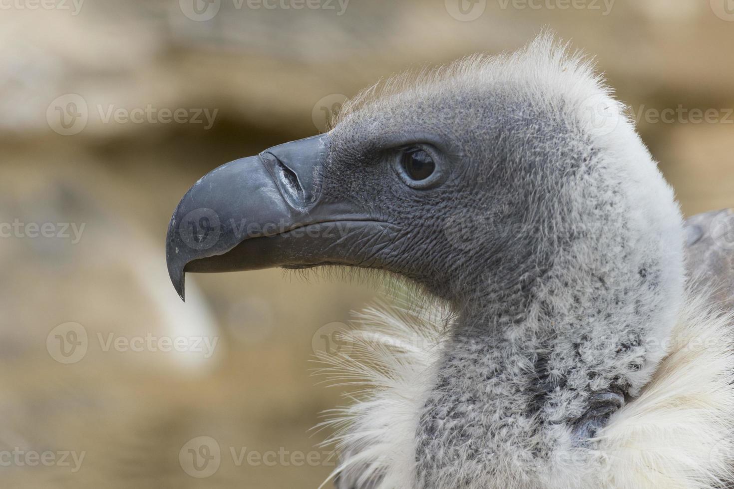 Isolated vulture, buzzard looking at you photo