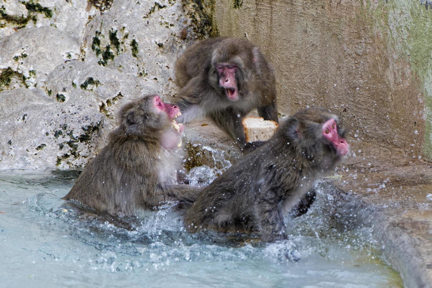 japanese macaque monkey portrait photo