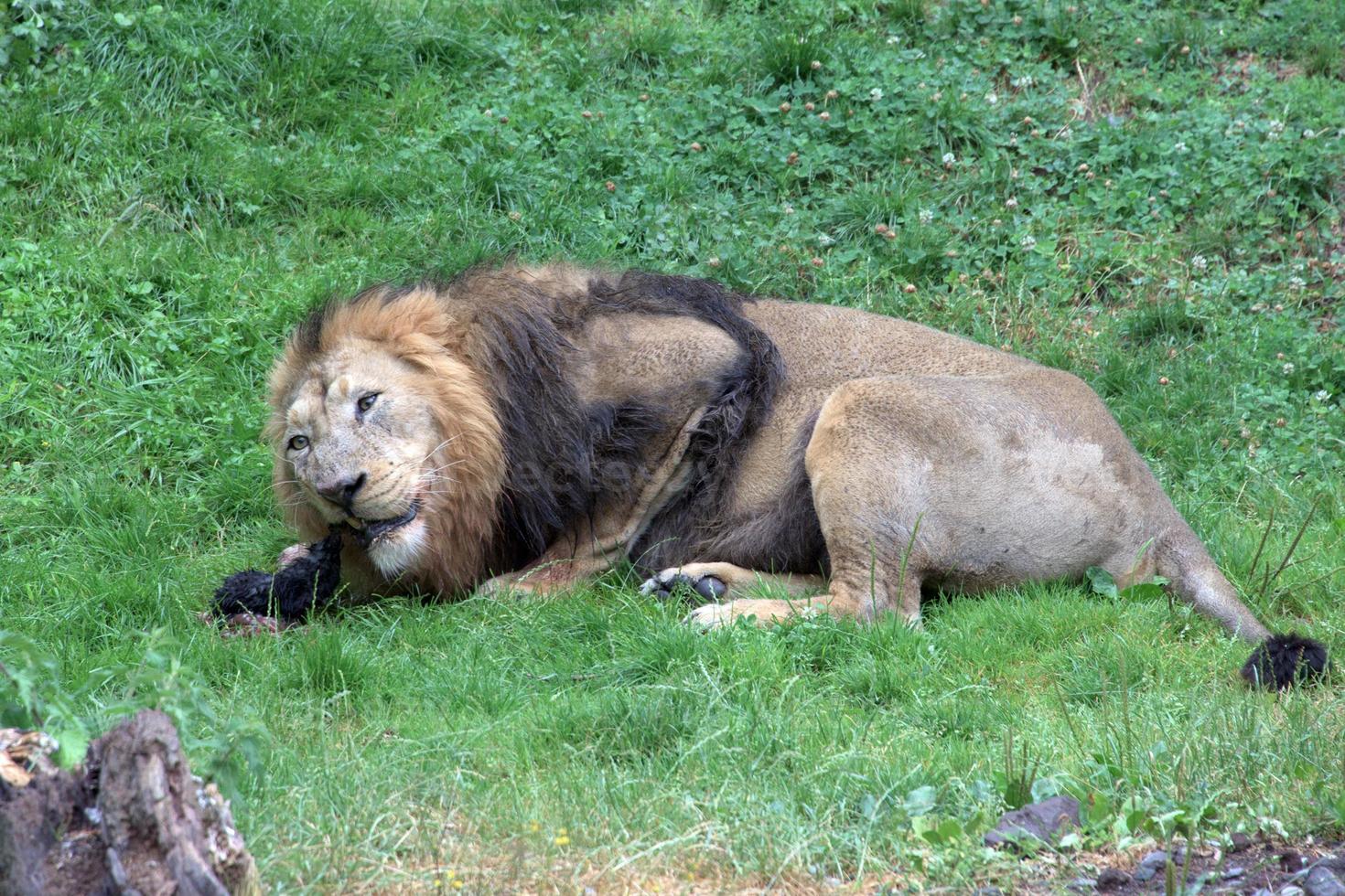 masculino león mientras comiendo un Conejo foto