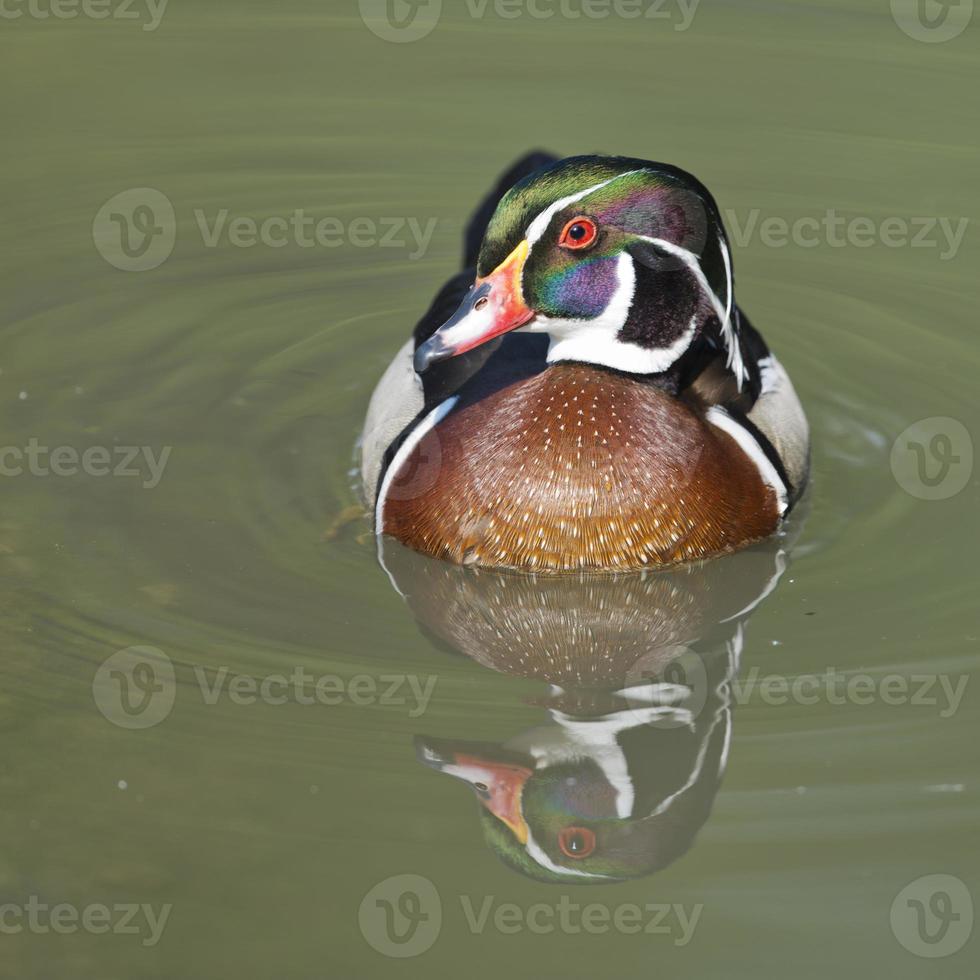 Multi coloured duck on the green water background photo