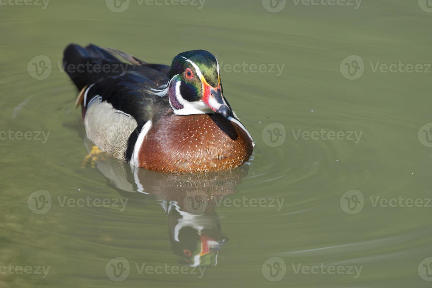 Multi coloured duck on the green water background photo