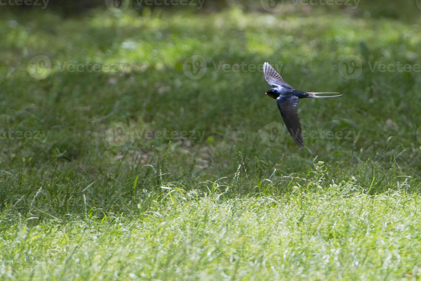 A swallow flying over green grass background photo