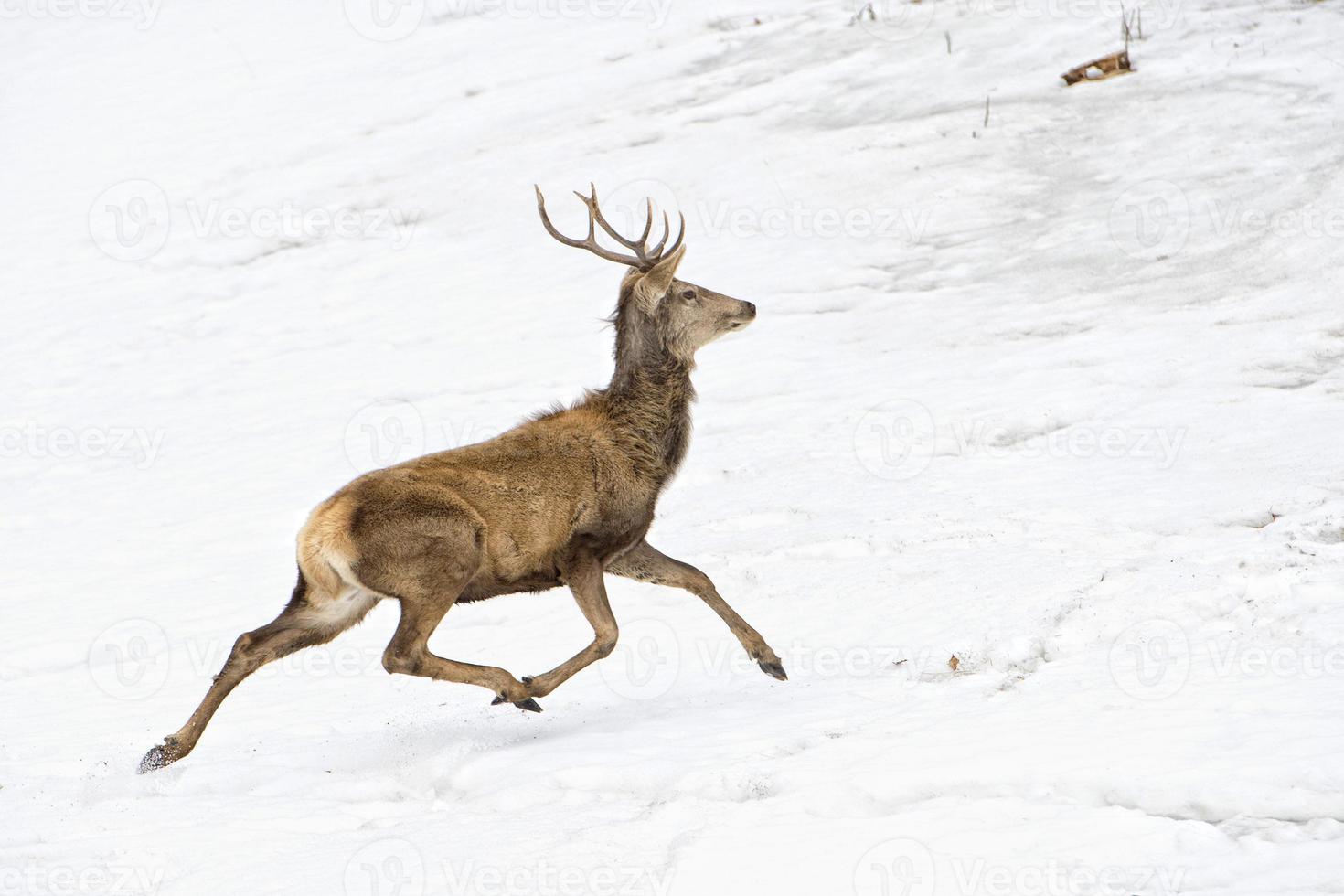 Deer on the snow background photo