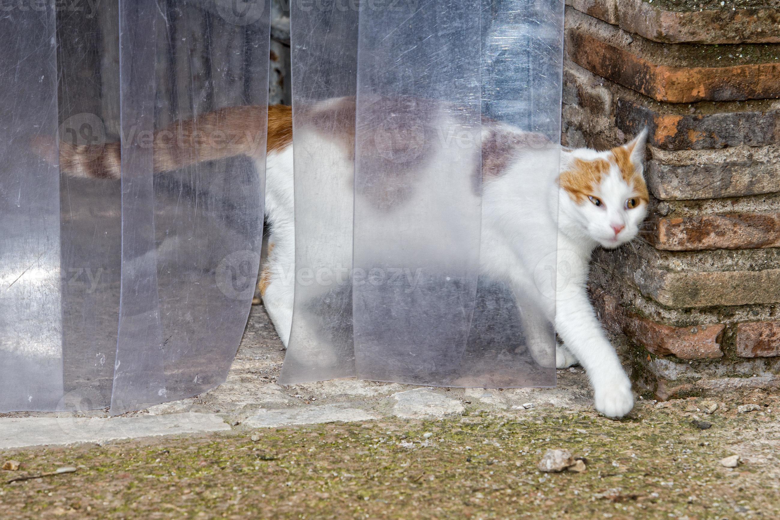 cat escaping from door 20384880 Stock Photo at Vecteezy