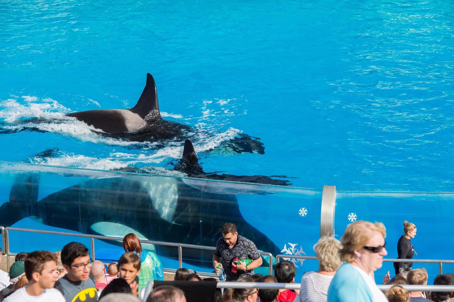 SAN DIEGO, USA - NOVEMBER, 15 2015 - The killer whale show at Sea World photo