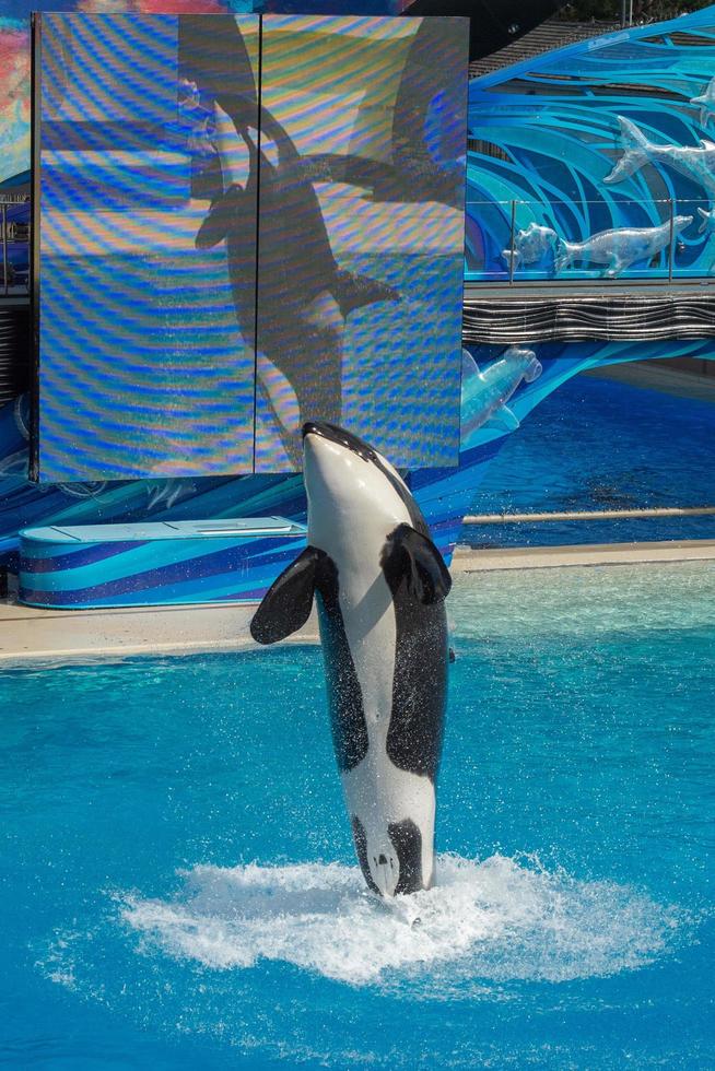 SAN DIEGO, USA - NOVEMBER, 15 2015 - The killer whale show at Sea World photo