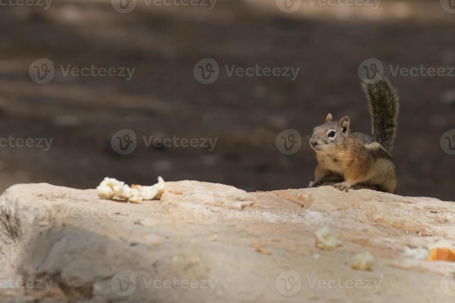 Chipmunk squirrel while playing photo