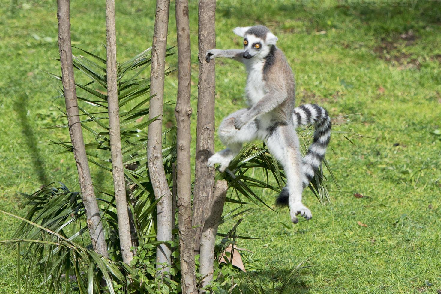 lemur monkey while jumping photo