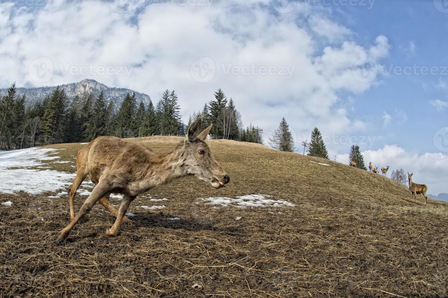 Deer on the grass background photo