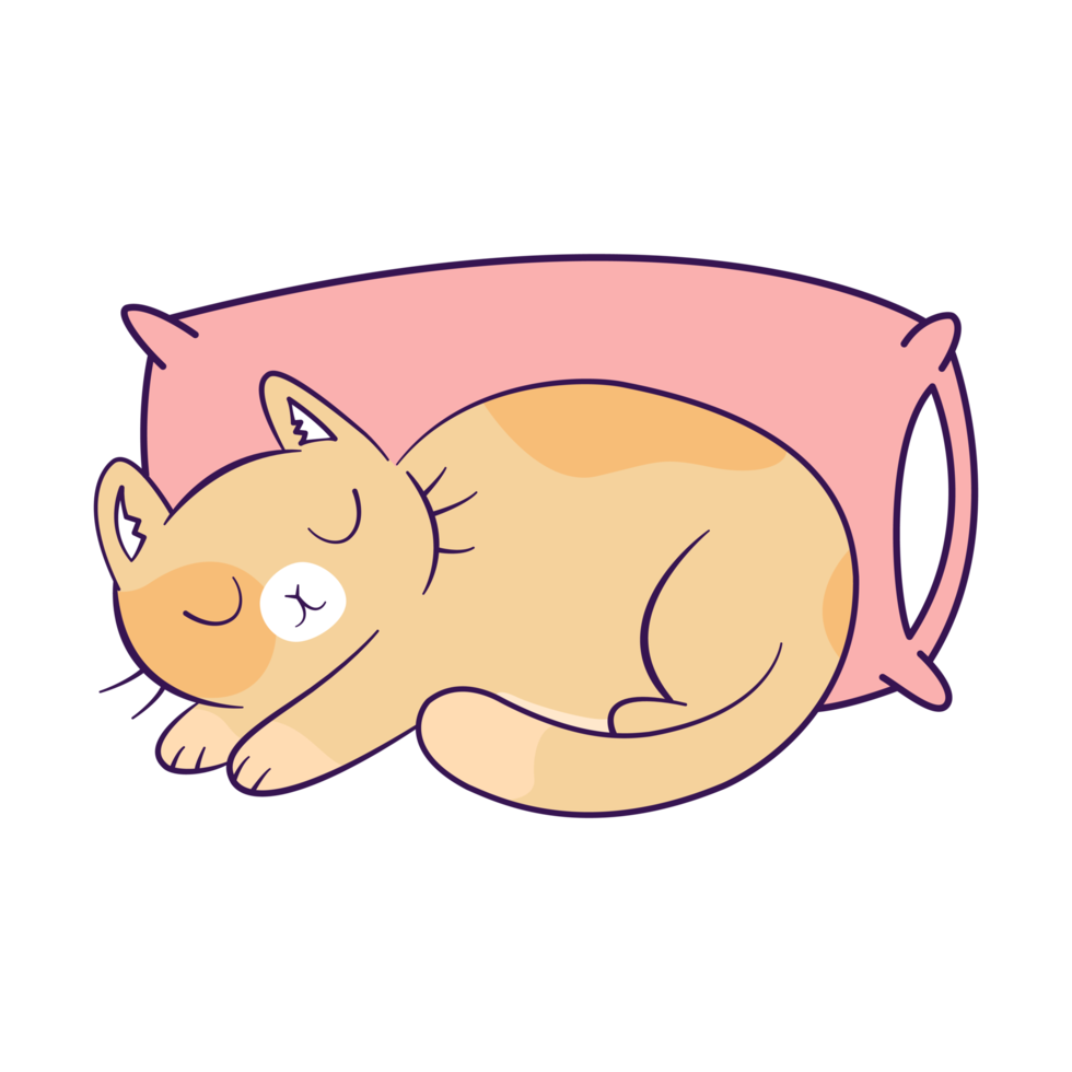 gato duerme bien png