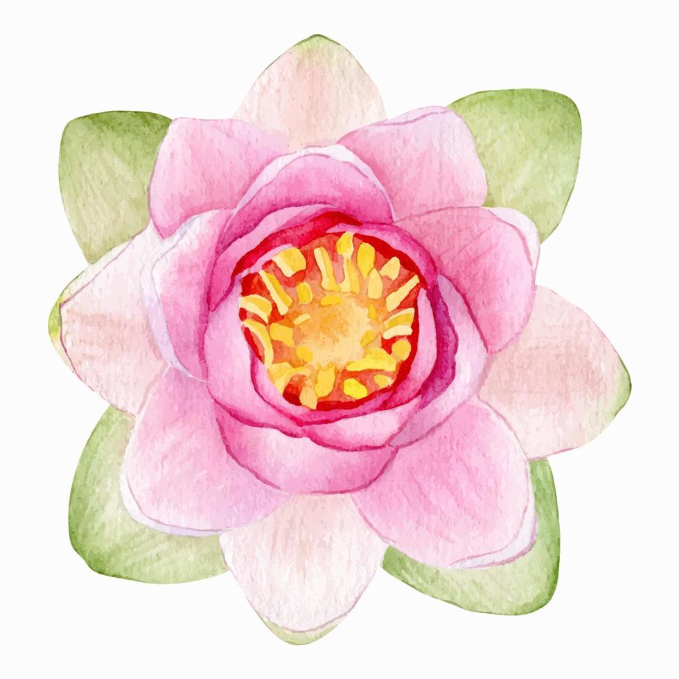 Pink lotus. Watercolor illustration. isolated on a white background. Chinese water lily. An element for the design of invitations, movie posters, fabrics and other items. vector