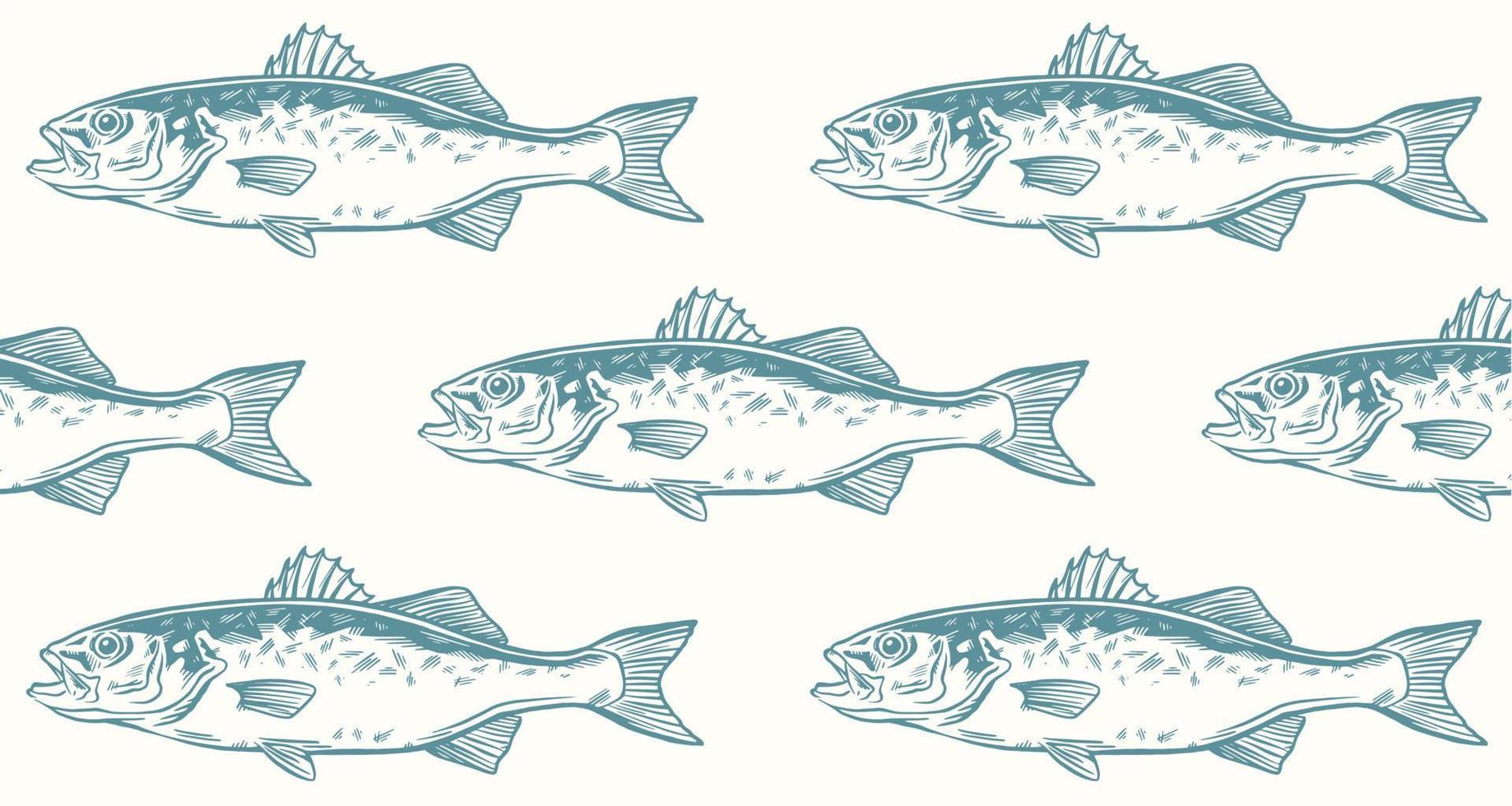 Color sea bass Seamless Pattern. Lubina. Dicentrarchus labras vector