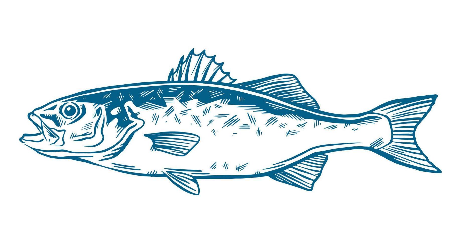 Blue Ink Hand drawn vector illustration of sea bass, lubina, on white background