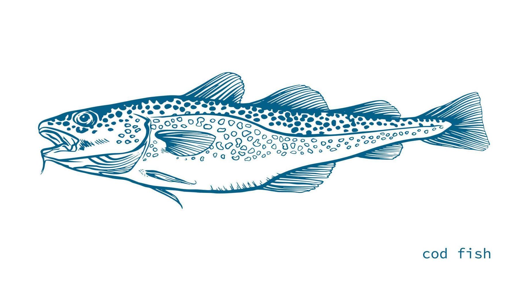 Blue Ink Hand drawn vector illustration of cod fish, Gadus morhua, on white background