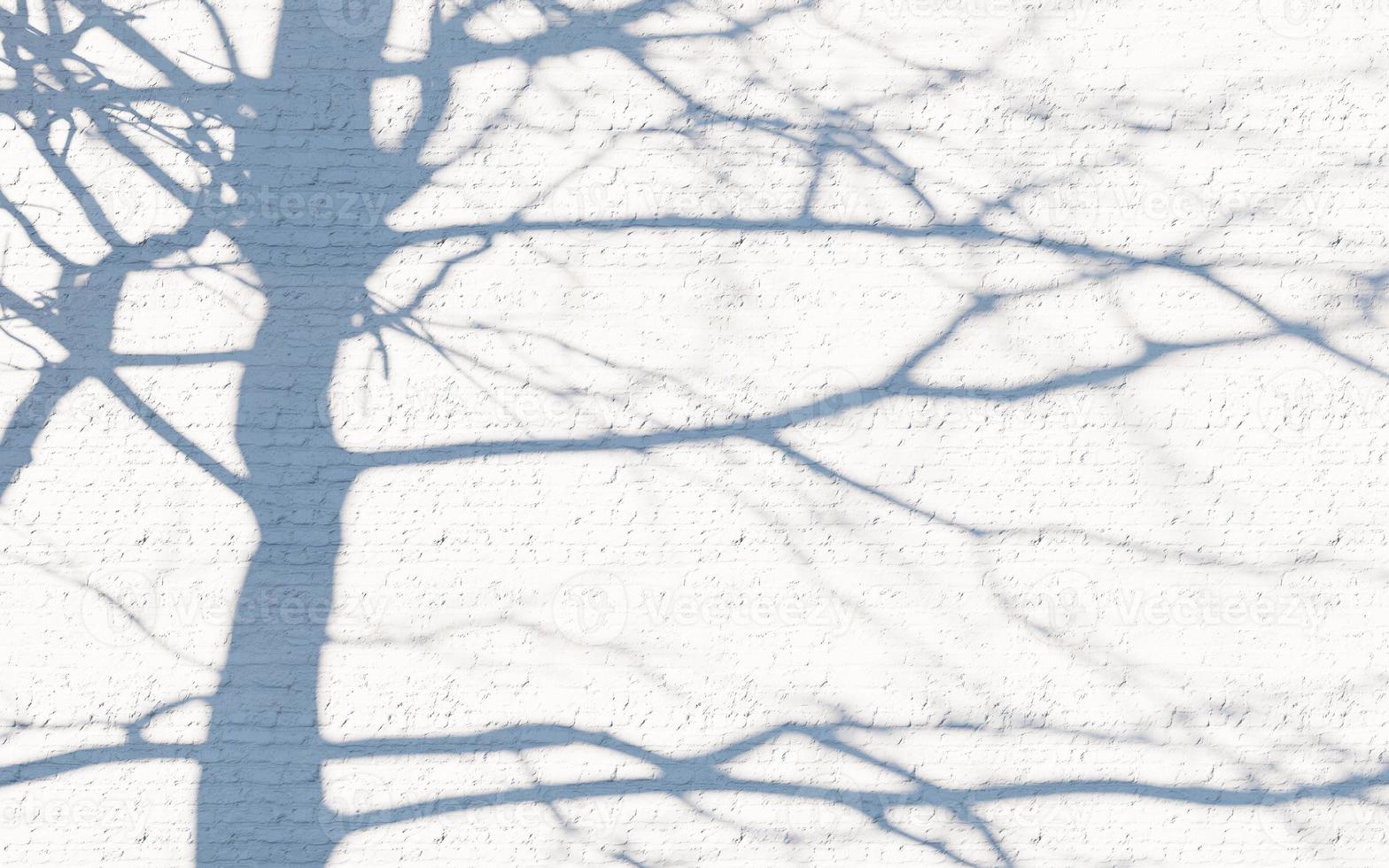 wall texture shadow tree background abstract design sunlight photo