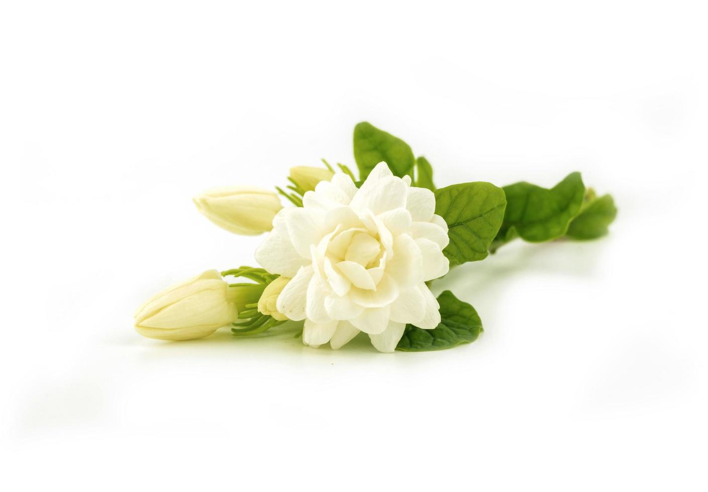 blooming jasmine flower on white photo