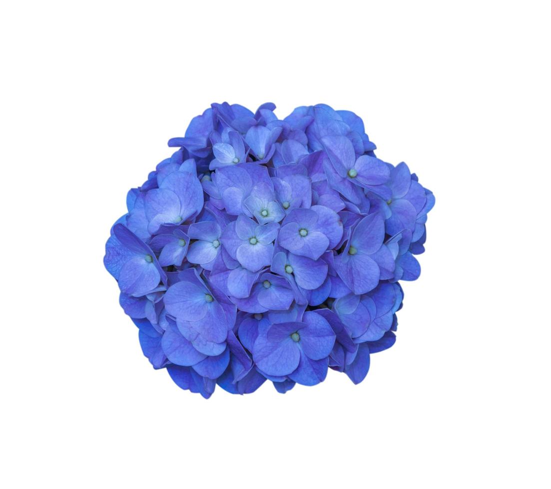 beautiful blooming hydrangea flower isolated photo