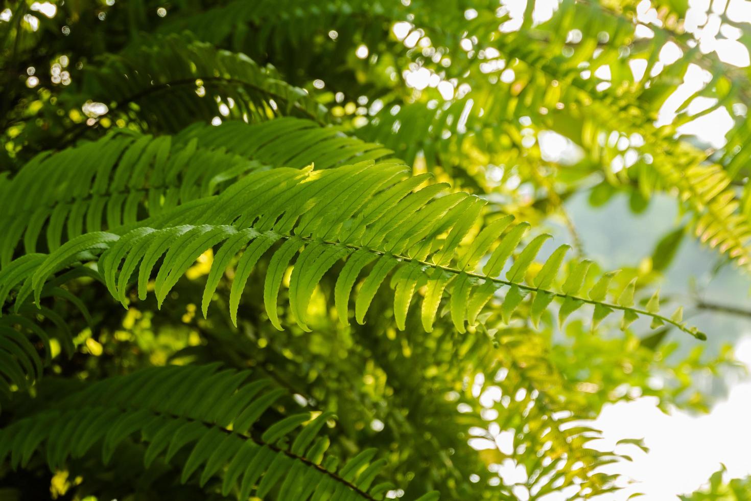 fern leaves background with warm light photo