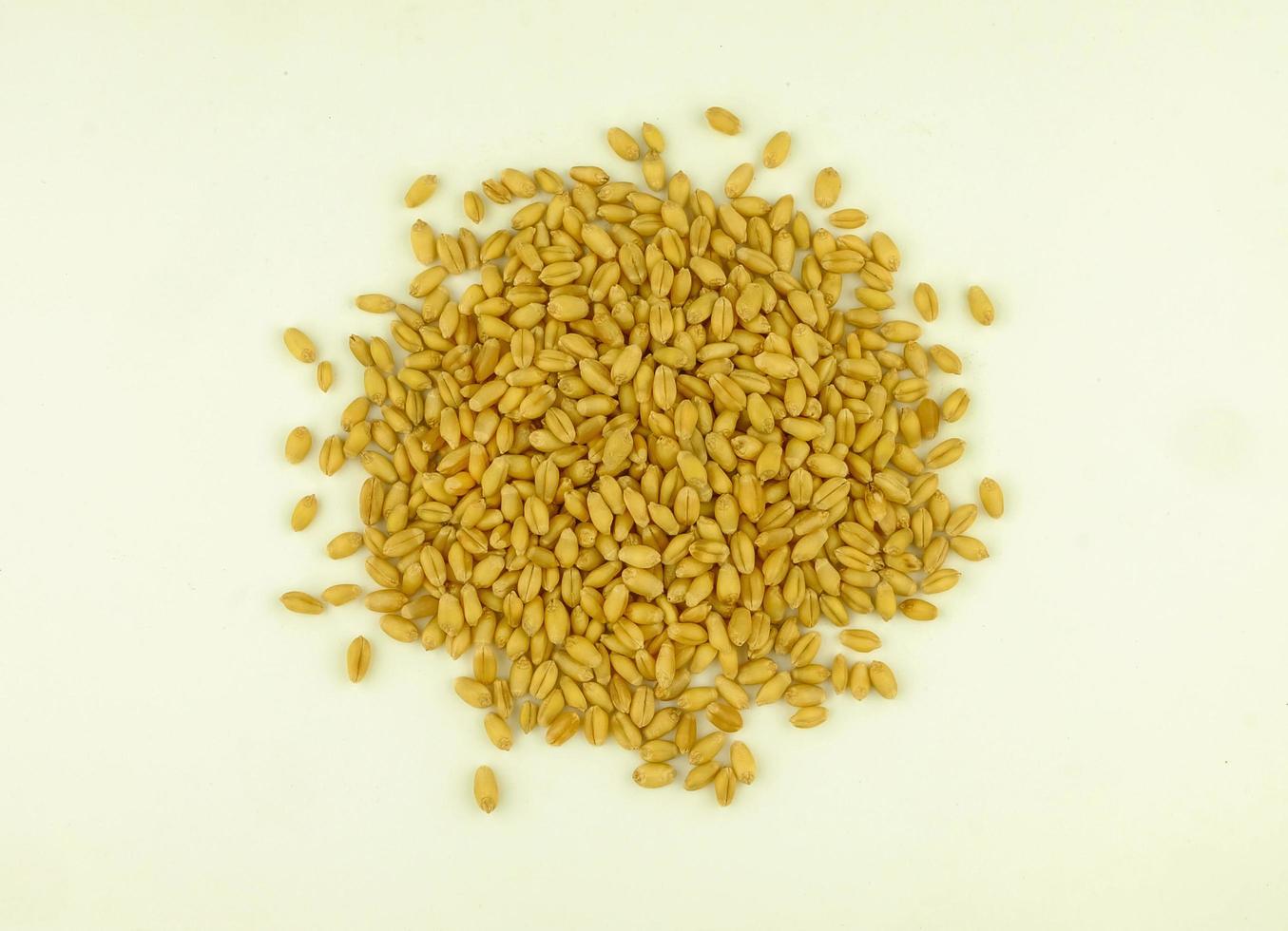 top view of wheat grain photo