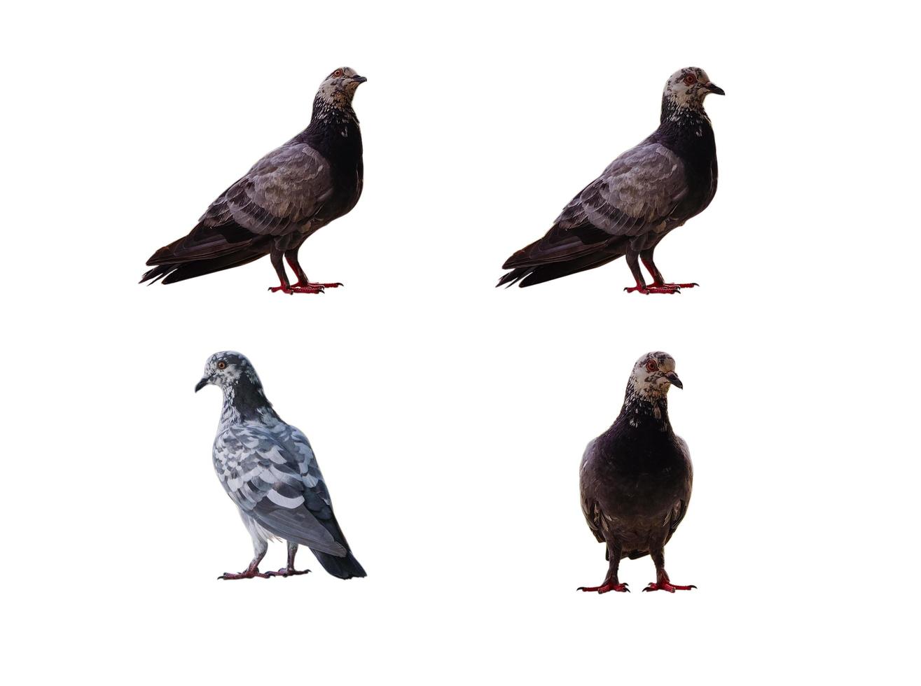 pigeons isolated collection with clipping path photo