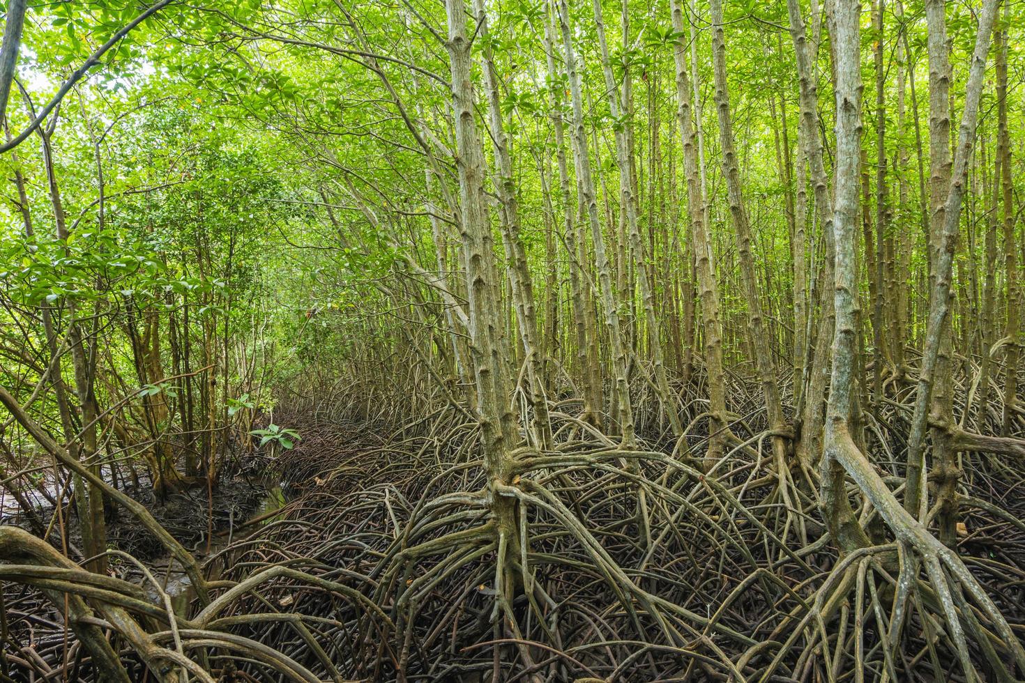 mangrove forest in thailand photo