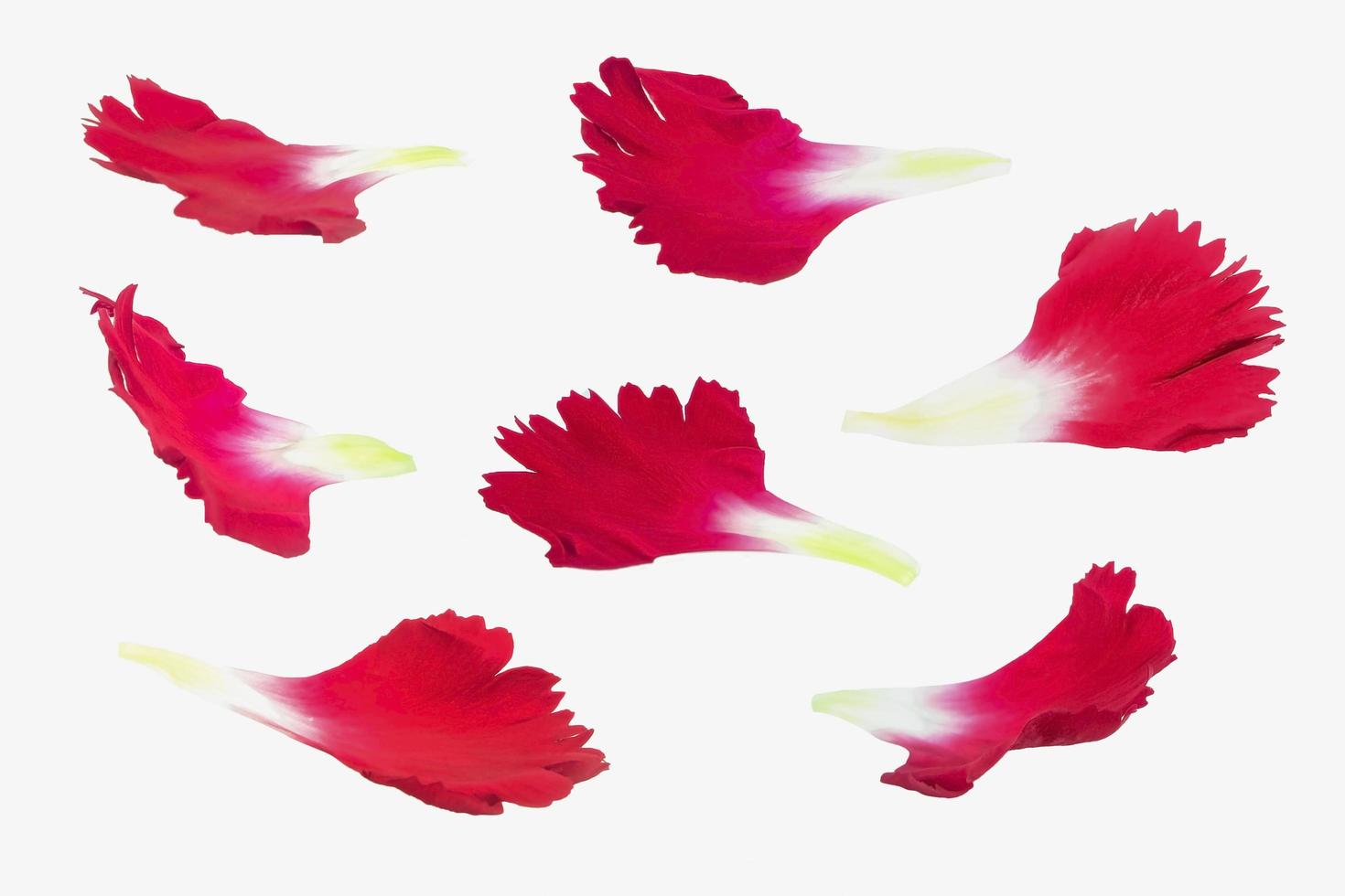 carnation petal flower set photo