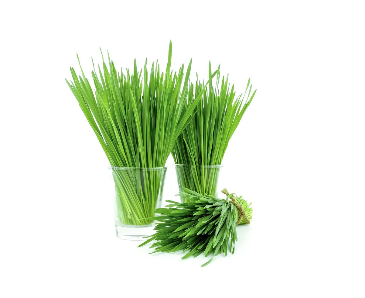 wheat grass plant cutting put in small glass photo