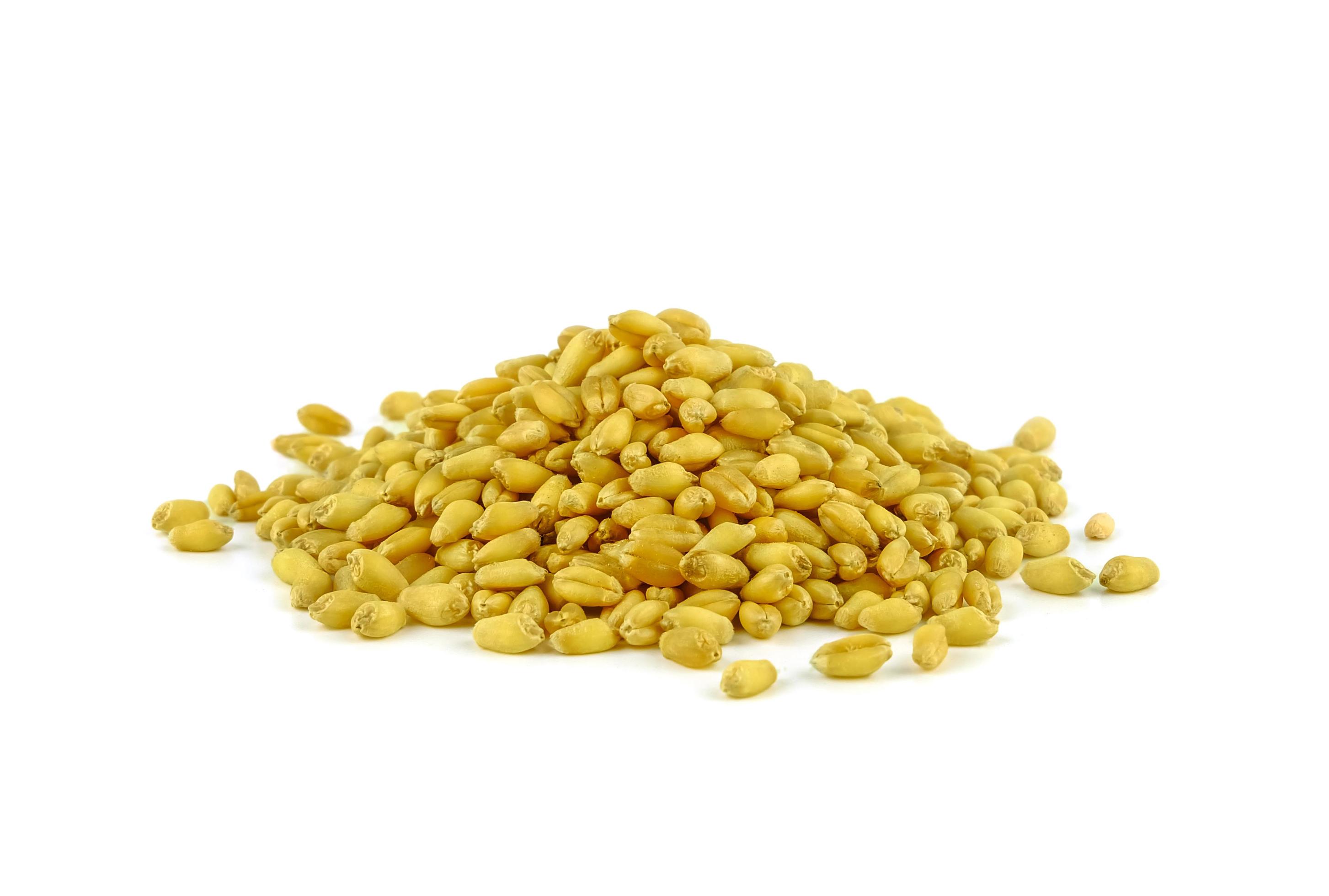 pile of wheat grain on white background 20405000 Stock Photo at Vecteezy