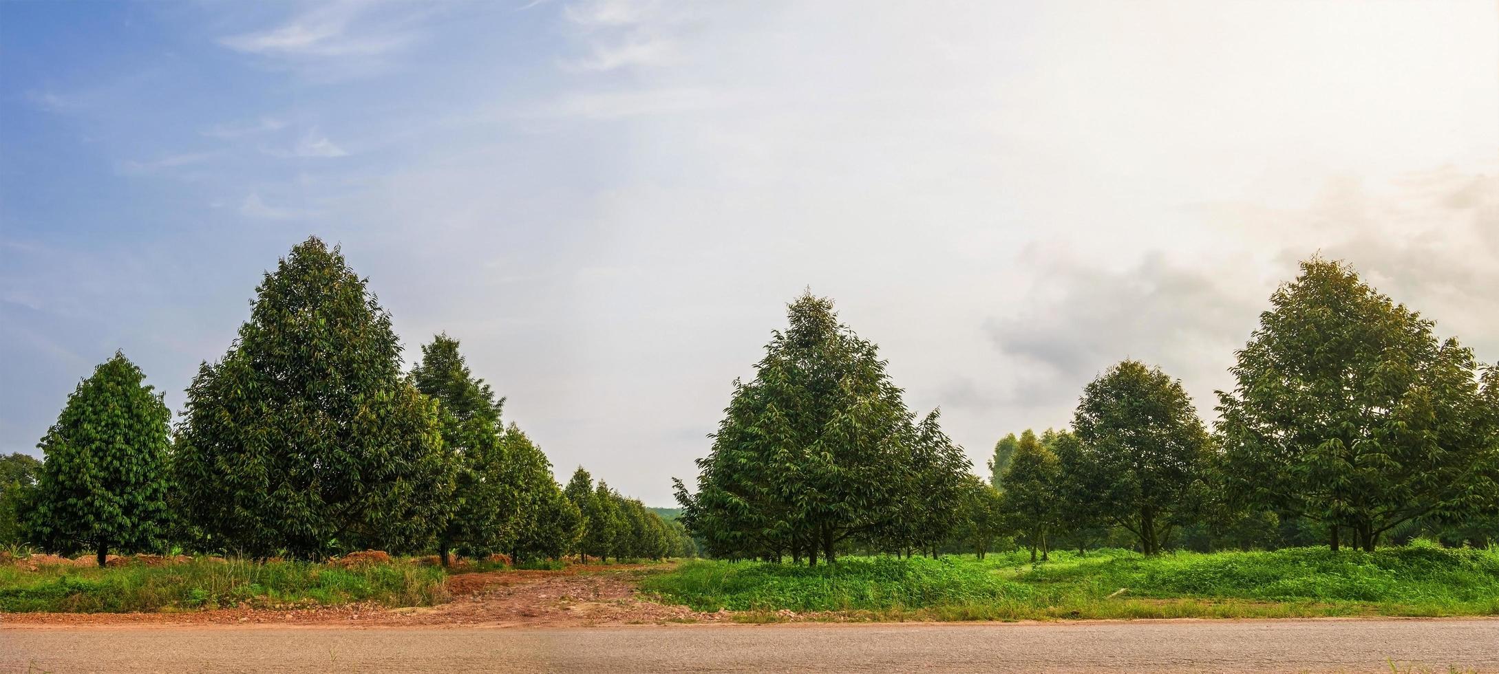 panorama durian tree farm in thailand photo