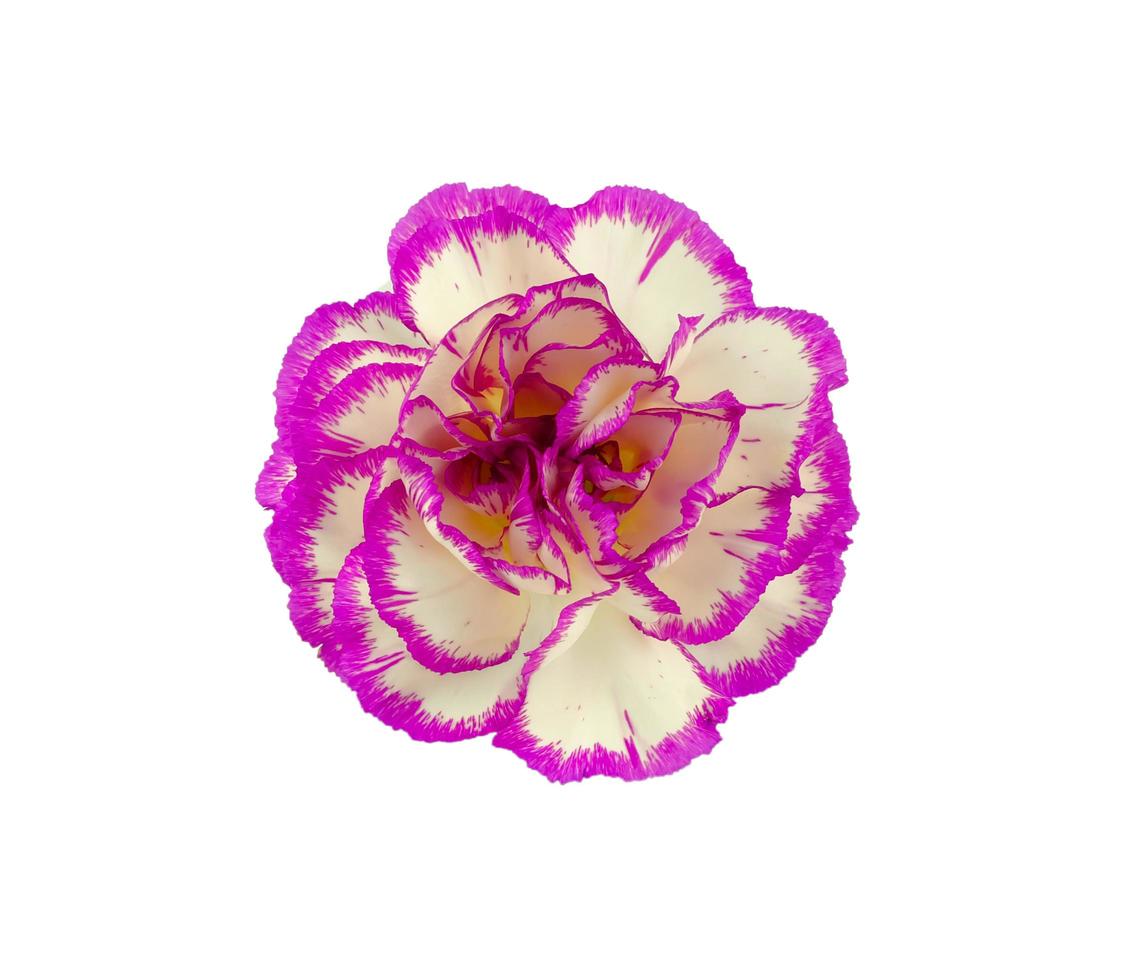 hermosa floreciente clavel flor cabeza foto