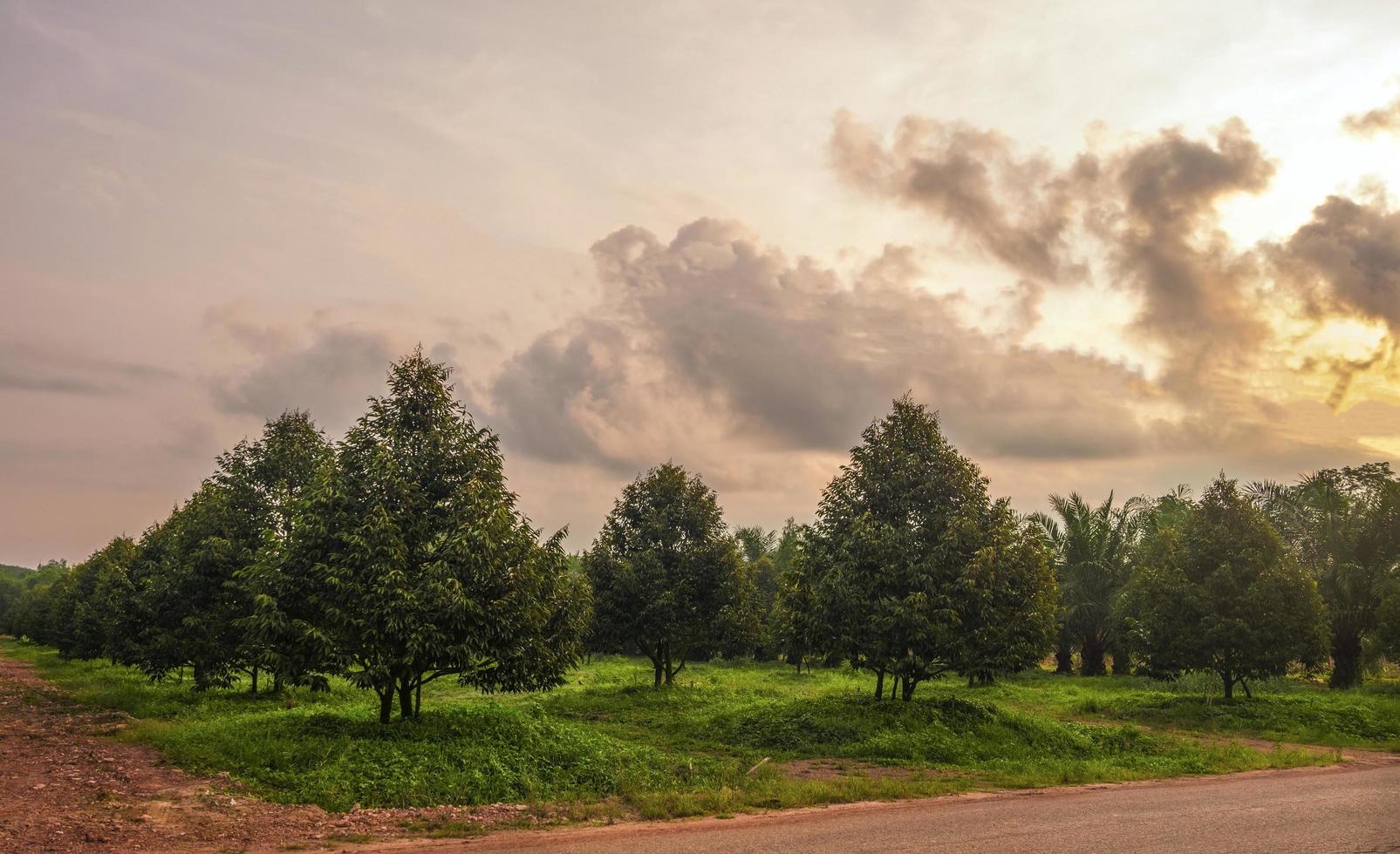 plantation of durian in thailand photo