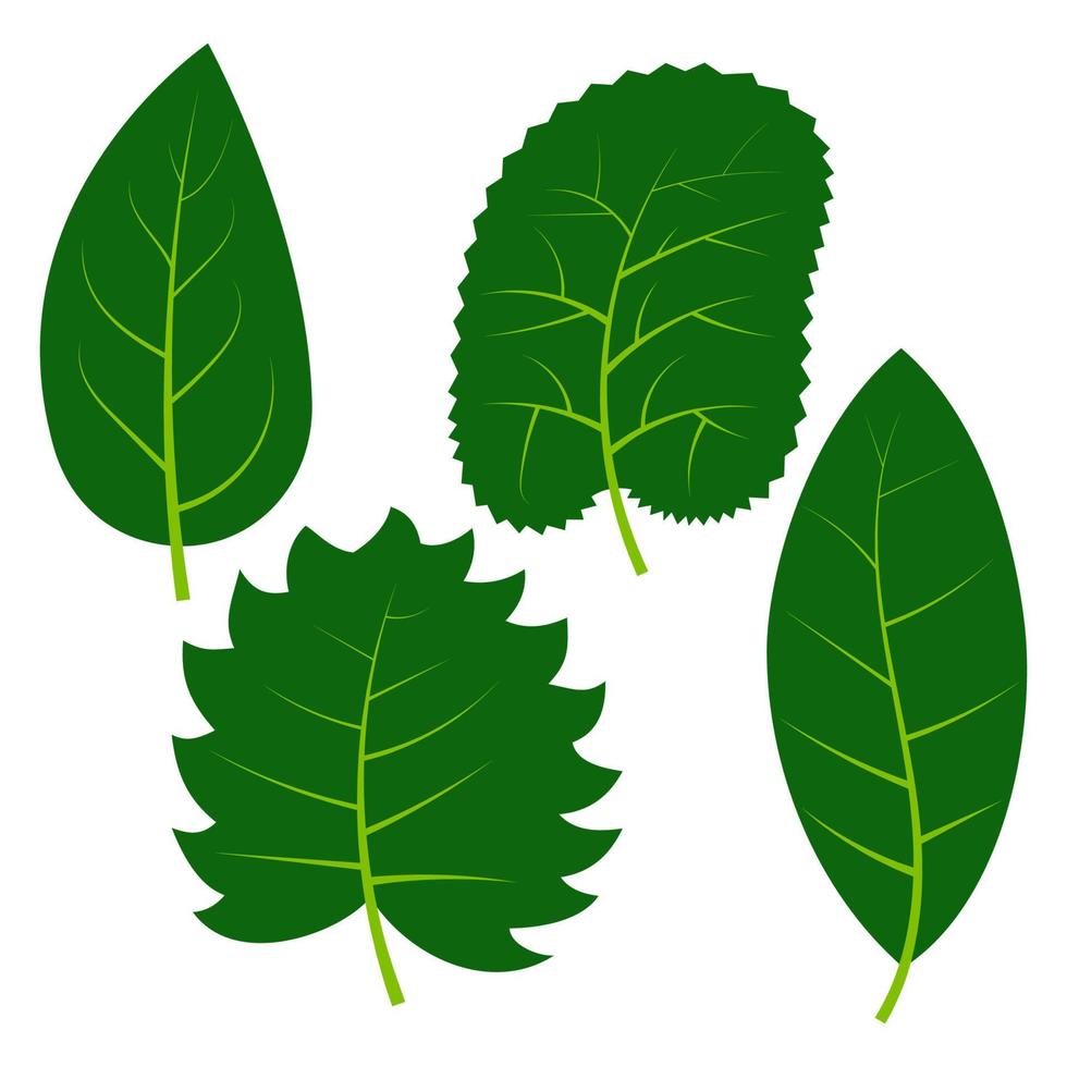 Set of four green leaves on white background. Vector illustration