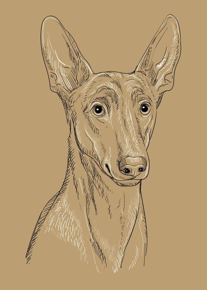 Pharaon dog close up hand drawing dog vector brown