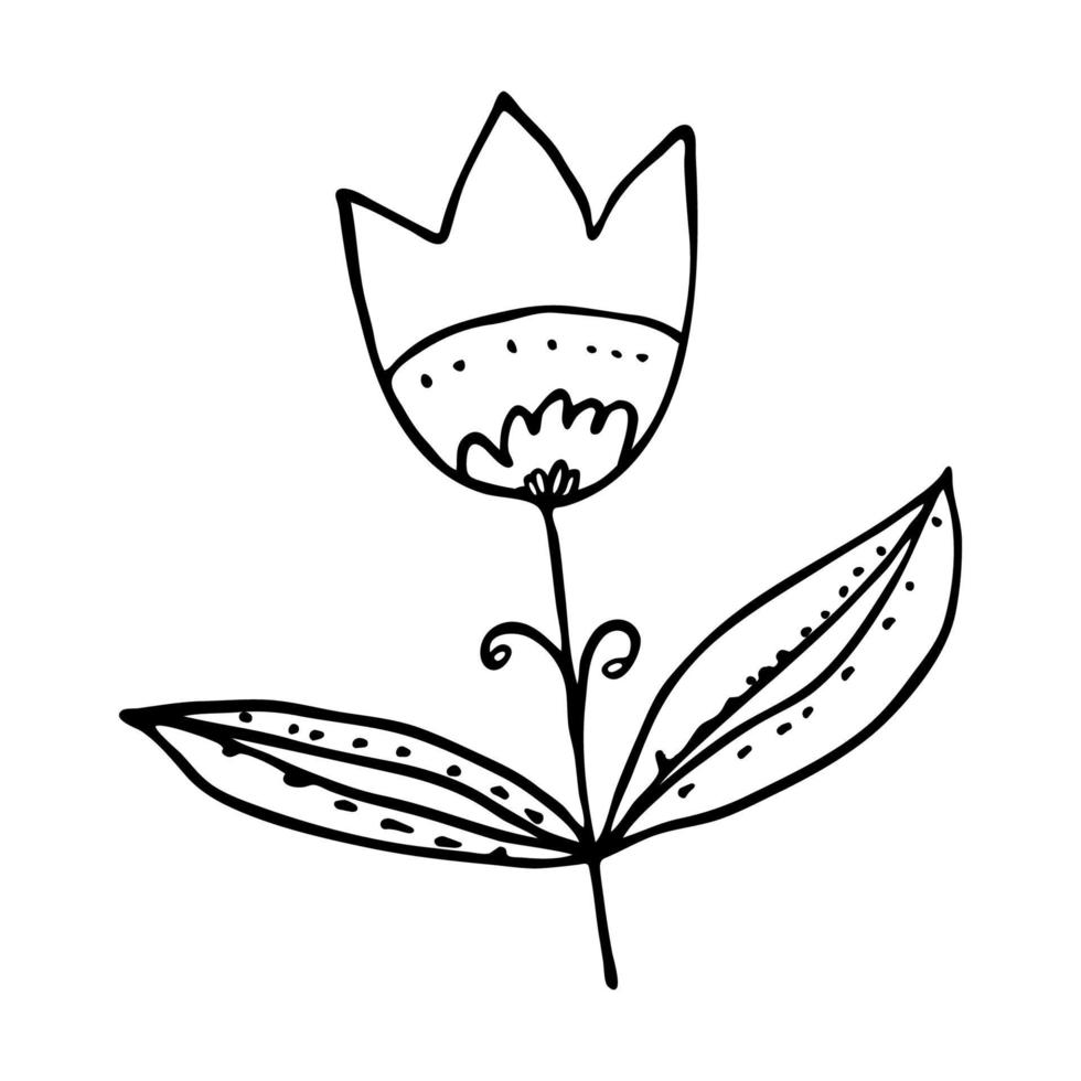 Vector doodle flower simple style. Isolated linear handdrawn tulip with leaves on white